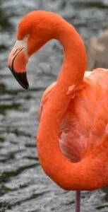 Por que os flamingos são rosas?