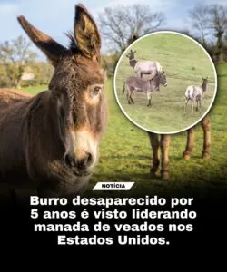 Burro Desaparecido